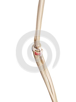 The oblique bandetral ligament