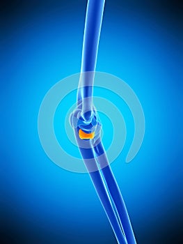 The oblique bandetral ligament