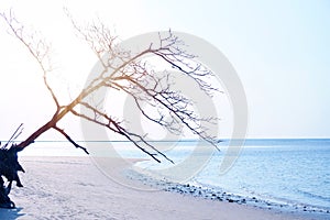 An oblique die tree on the white sand beach blue sea in sunset sky background backlight photo