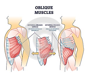 Oblique muscles and human inner skeletal and muscular system outline diagram