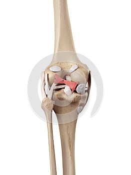 The oblique politeal ligament photo
