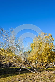 oblique White Birch in the autumn