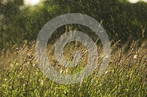 Obliquely drizzling rain over a summer meadow