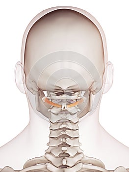 The obliquus inferior capitis