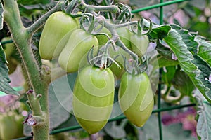 Oblong Green Tomatoes Bunch Hanging On Twig In Hothouse, Closeu photo
