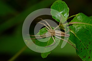 Oblong Running Spider - Tibellus oblongu