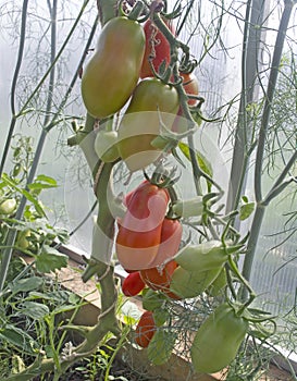 Oblong tomatoes growing on a branch in a hothouse
