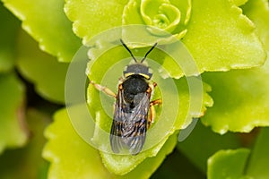 Oblong Woolcarder - Anthidium oblongatum