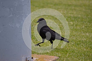 Obnoxious looking crow about to hide photo