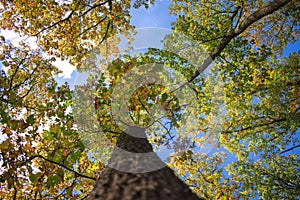 Obora Holedna - Brno