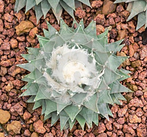 Obregonia denegrii cactus photo