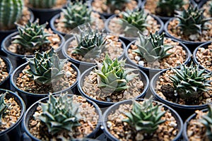 Obregonia denegrii , Cactus planted in a pot in the nursery photo