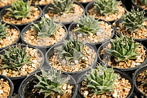 Obregonia denegrii , Cactus planted in a pot in the nursery photo