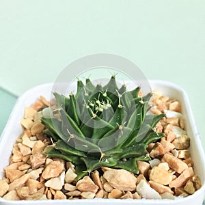 Obregonia denegrii. Cactus on plastic pot. Drought tolerant plant. photo