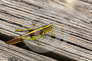 An obscure bird grasshopper