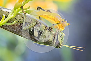 Obscure Bird Grasshopper Eating Esperanza Flower photo