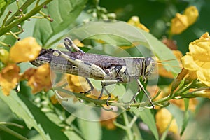 Obscure Bird Grasshopper Walking On Flowering Esperanza photo