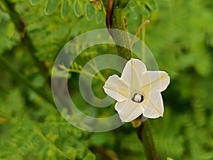 The obscure morning glory or the small white morning glory, a beautiful white flower