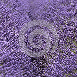 An obscured pathway between rows of Lavender