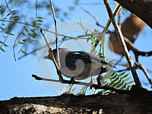 Celestino Comun pajaro Chovi photo