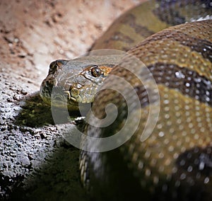 Observant constrictor snake, looking in the camera