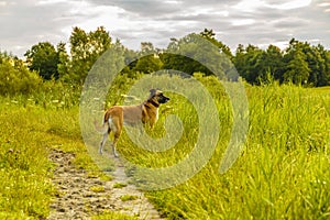 An observant and curious  Mechelen shepherd dog