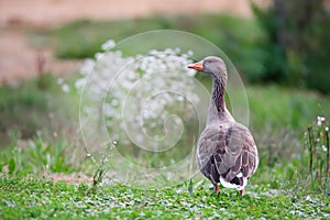 Observant greylag goose standing in the grass