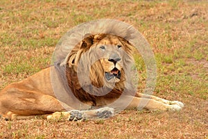 Observant lion portrait