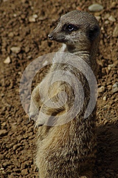 Observant Meerkat