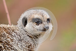 Observant meerkat