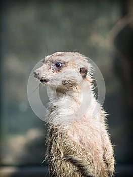 The meerkat or suricate Suricata suricatta