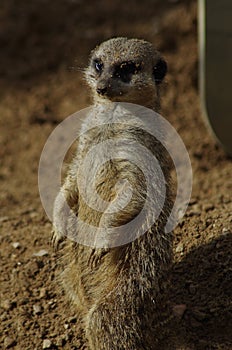 Observant Meerkat