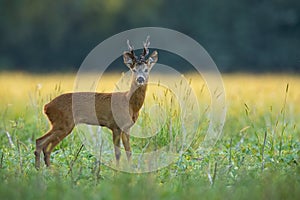 An observant roe deer buck standing on the flouring meadow