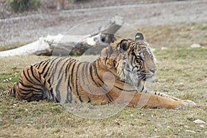 Observant Siberian Tiger in the Phoenix Zoo