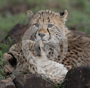 Observant young cheetah cubs