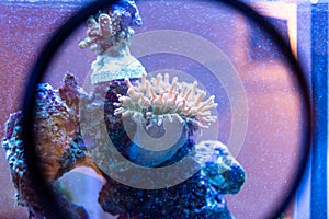 Observation of a BBT rainbow anemone in a marine aquarium with the help of a magnifying glass