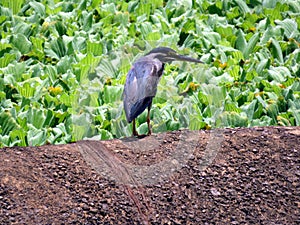 Observation of butorides striata