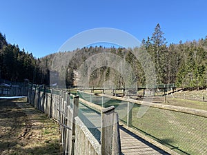 Observation catwalk Passerelle d`observation or Beobachtungslaufsteg in the Zoo Juraparc Vallorbe - Canton of Vaud, Switzerland