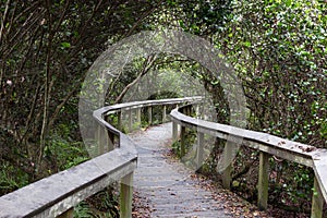 Observation trail, Everglades