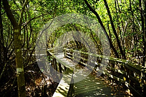 Observation Trail in the Everglades National Park