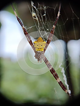 Observe the spiders hanging in the nest