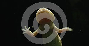 Observing an axolotl swimming and breathing underwater