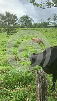 Observing cows in a pasture in Costa Rica, Central America