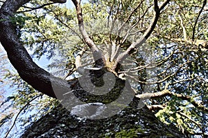 Observing the fullness of nature from a tree