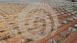 Observing a large field of almond blossom trees from the view of a drone.