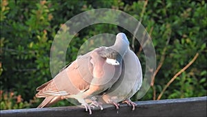 observing parkland nature two wood pigeons mating call dance ritual on bench