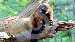 An observing red-ruffed lemur