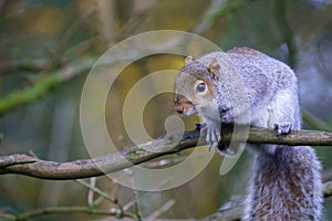 Perched on Tree Branch, a Curious Grey Squirrel Stares at the Camera.