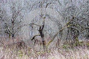 Dead dried apple trees orchard