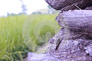 obsolete piles of wood